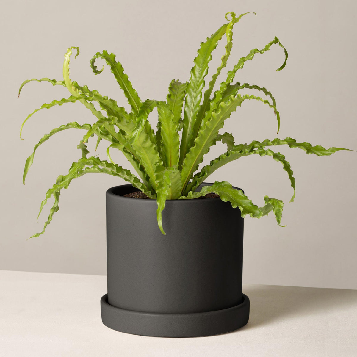 bird's nest fern potting mix Bird Nest Fern in Medium Hyde Planter – happiestbaby432.com