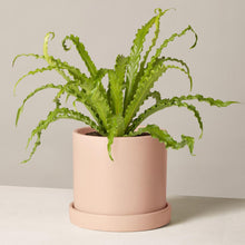 Load image into Gallery viewer, Bird Nest Fern in Medium Hyde Planter