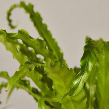 Load image into Gallery viewer, Bird Nest Fern in Medium Hyde Planter