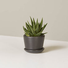 Load image into Gallery viewer, Haworthia Zebra in Mini Ezra Planter

