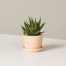 Load image into Gallery viewer, Haworthia Zebra in Mini Ezra Planter
