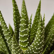 Load image into Gallery viewer, Haworthia Zebra in Mini Ezra Planter
