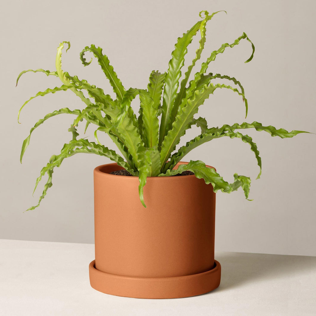 potting mix for birds nest fern Bird Nest Fern in Medium Hyde Planter – happiestbaby432.com