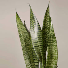 Load image into Gallery viewer, Zeylanica Snake Plant in Small Grant Planter
